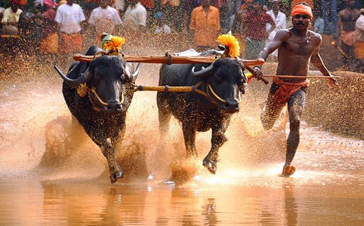 kambala